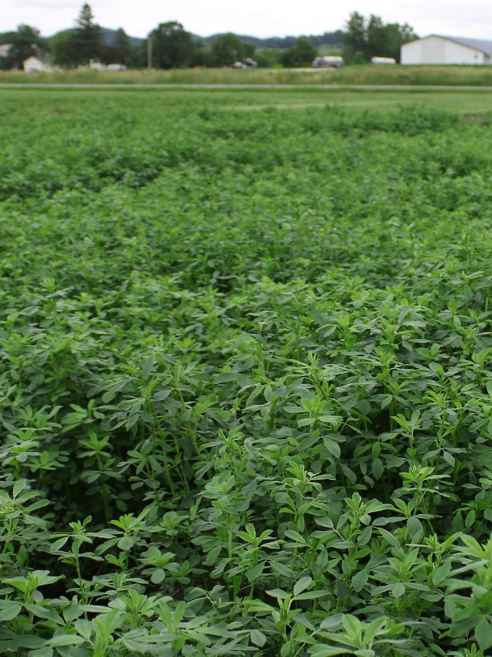 NEXGROW 6423R